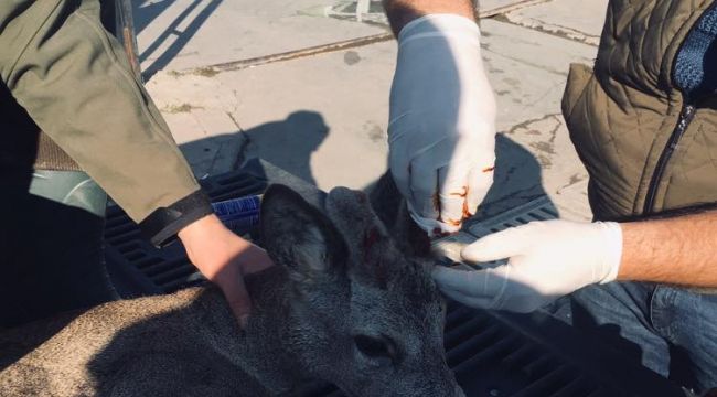 Yaralı karaca tedavisinin ardından doğaya bırakıldı