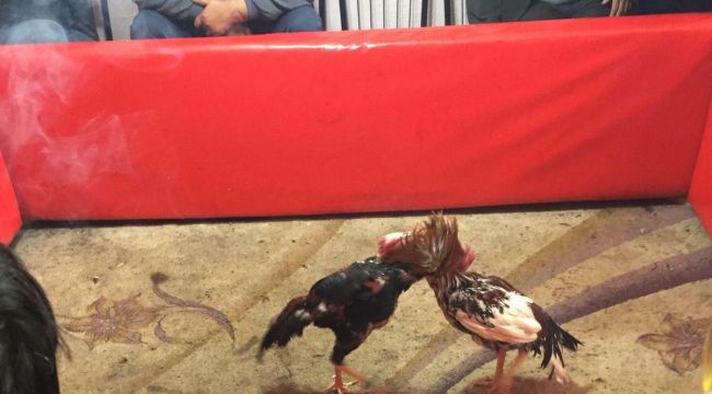 Horoz dövüşüne gözaltı
