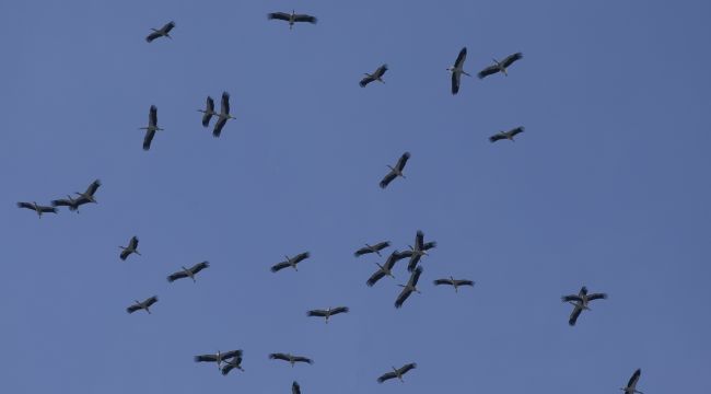Edirne'de leyleklerin görsel şöleni