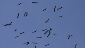 Edirne'de leyleklerin görsel şöleni