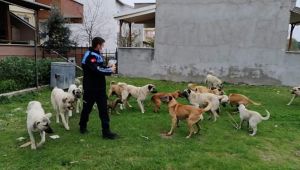 Enez'de sokak hayvanları unutulmadı