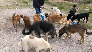 Süloğlu'nda sokak hayvanları belediye tarafından besleniyor