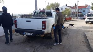 Bitkin pelikan orman işletmede