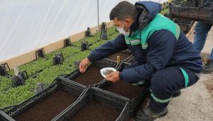 Edirne bahara hazırlanıyor