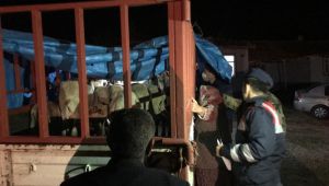 Köylerden koyun çalan 4 zanlıyı JASAT yakaladı