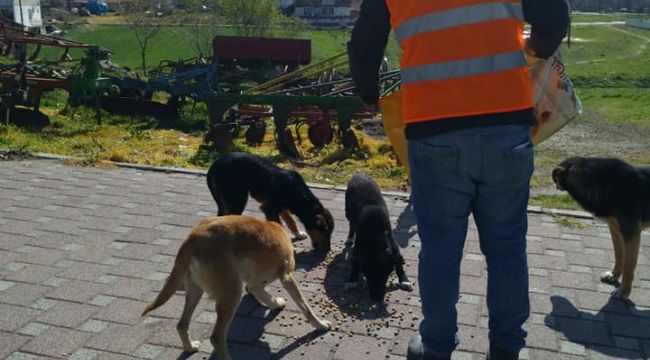 Lalapaşa'da sokak hayvanları belediye tarafından besleniyor