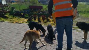 Lalapaşa'da sokak hayvanları belediye tarafından besleniyor