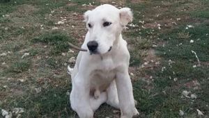 On ay sonra sağlığına kavuştu
