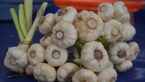 Sarımsağa koronavirüs tarifesi  