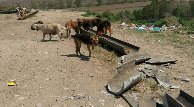 Sokak hayvanlarının besleme odakları tahrip edildi