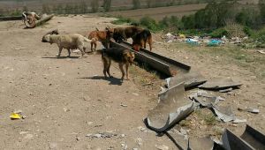 Sokak hayvanlarının besleme odakları tahrip edildi