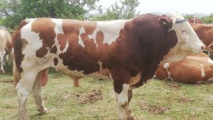 Boğanın saldırdığı iddia edilen kişi öldü