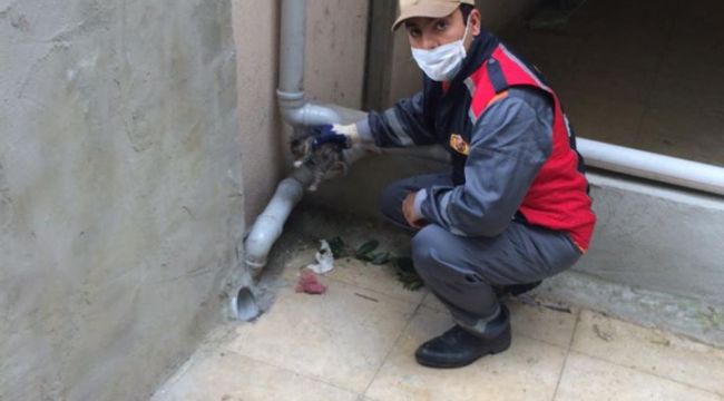 İtfaiye, su oluğuna sıkışan kedi yavrusunu kurtardı
