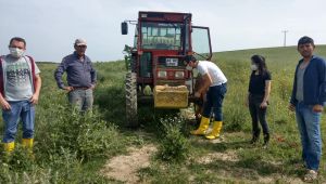 Kanola tarlalarına böcek kontrolü