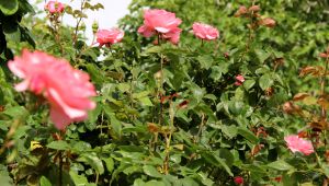 Sarayı'n gül ihtiyacı Edirne'den karşılanıyordu