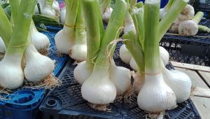 Yerli sarımsak fiyat düşürdü