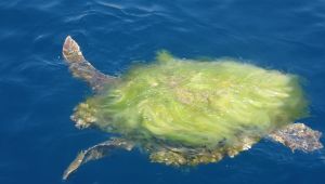 Dalgıçlar Saros Körfezi'nde kabuğu yosun tutmuş caretta caretta görüntüledi