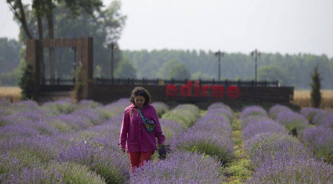Edirne'nin cazibe alanlarından lavanta tarlaları kontrollü ziyarete açıldı