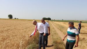 Kaymakam Çakal, arpa hasadına katıldı