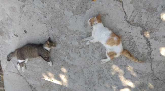 Köpek ve kedilerin zehirlendiği iddiası
