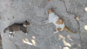 Köpek ve kedilerin zehirlendiği iddiası