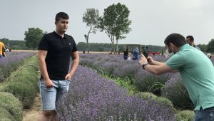 ‘Mor tarlalar’a büyük ilgi