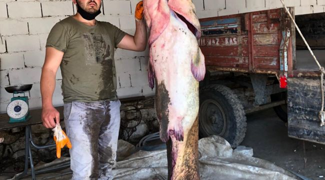 Süloğlu göletinde 109 kiloluk yayın balığı yakalandı