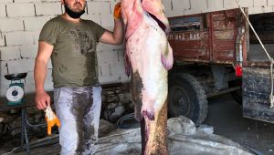 Süloğlu göletinde 109 kiloluk yayın balığı yakalandı