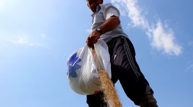 Türkiye'nin çeltik ambarı Edirne'de