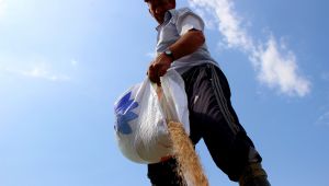 Türkiye'nin çeltik ambarı Edirne'de