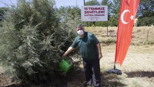 15 Temmuz Şehitleri Hatıra Ormanı'na bakım