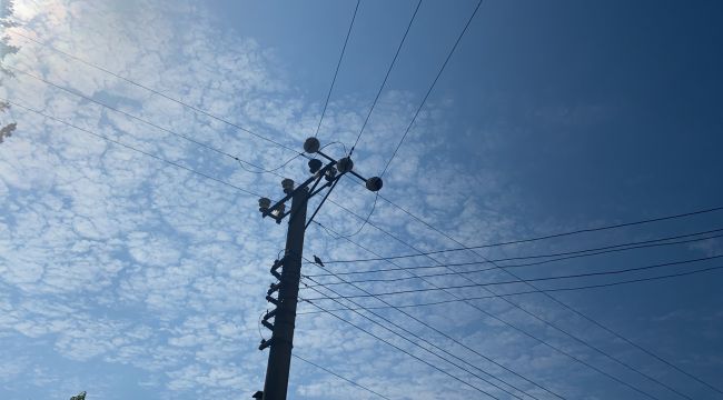 Kuşlar, esnafı mağdur ediyor