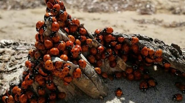 Sahillerde uğur böceği yoğunluğu