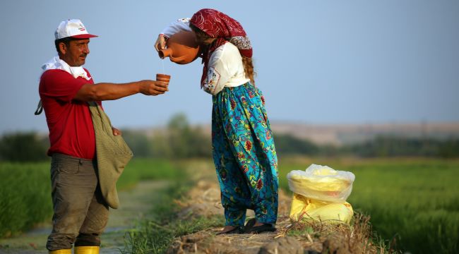 Çeltik tarlası fotoğrafçılara doğal stüdyo oldu