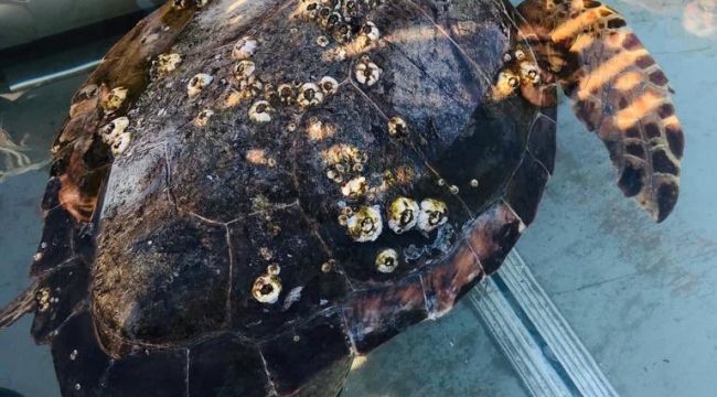 Enez açıklarındaki yaralı caretta caretta’ya müdahale