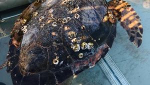 Enez açıklarındaki yaralı caretta caretta’ya müdahale