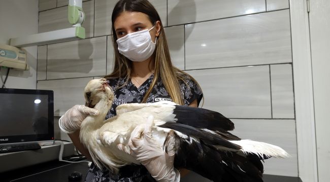 Avcıların vurduğu leylek, uzaklara kanat açacak