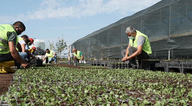 Belediye 300 bin menekşe fidesi yetiştirdi