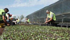 Belediye 300 bin menekşe fidesi yetiştirdi