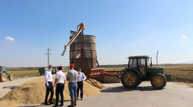Çeltik hasadı devam ediyor