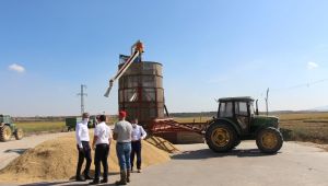 Çeltik hasadı devam ediyor