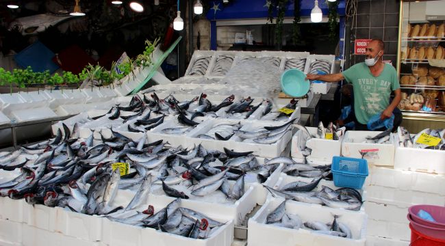 Fiyatı düşen palamut kapış kapış