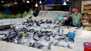 Fiyatı düşen palamut kapış kapış