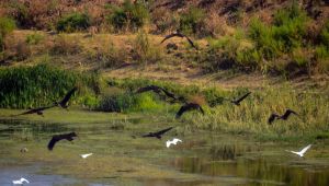 Kanal kuş türlerine ev sahipliği yapıyor