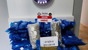 Kapıkule operasyonunda 44 kg skunk yakalandı
