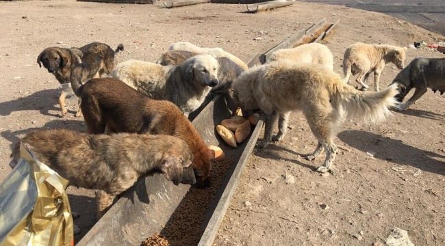 ‘Sokak hayvanlarını anlamak için etkinliğe gerek yok’