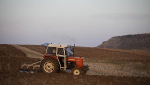 Son yağışlar verimli topraklarına can suyu oldu