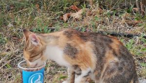 Ülkü Ocakları’ndan sokak hayvanlarına mama desteği