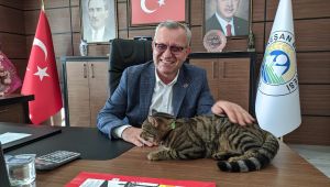 Yazlıkçıların emaneti sokak kedisi makamda