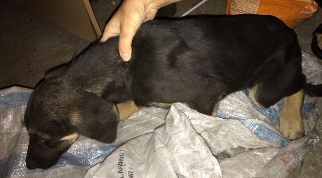 Çuvalda bulunan yavru köpeğe sahip çıktılar